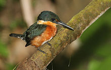 American pygmy kingfisher, Soberania National Park. A shy bird of forest streams and mangroves. Chloroceryle-aenea-001.jpg