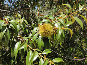 Afbeelding Beschrijving Chrysolepis chrysophylla loof en fruit Big Basin State Park.jpg.