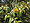 Chrysolepis chrysophylla foliage and fruit Big Basin State Park.jpg