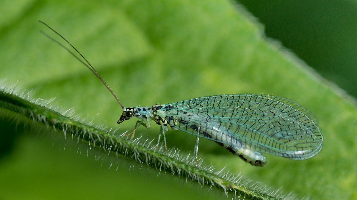 Green Lacewings: Beneficial Predators for Both Small and Large