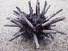 Cidaroid urchin Galapagos.jpg-da