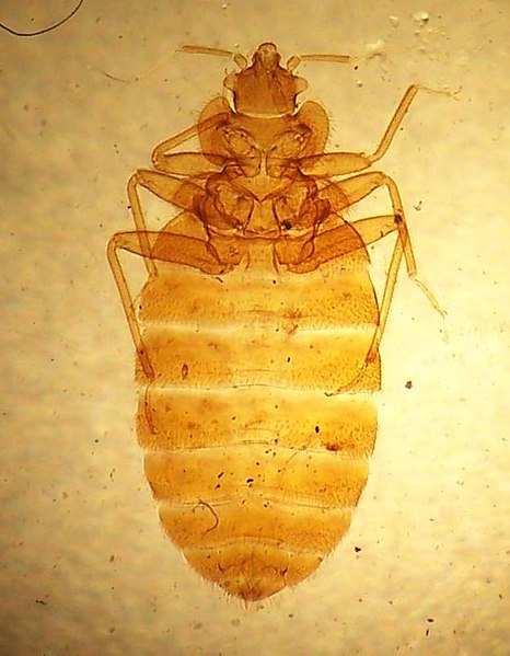 File:Cimex lectularius 2.jpg