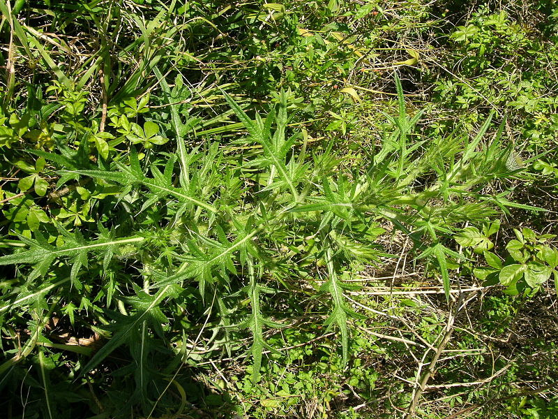 File:Cirsium vulgare plant7 (12400986685).jpg