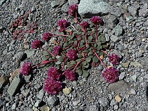 Описание изображения Cistanthe umbellata 22872.JPG.