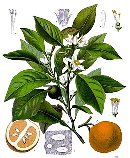 Karčiavaisis citrinmedis (Citrus aurantium)