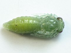 Cladius difformis pupa dorsal.jpg