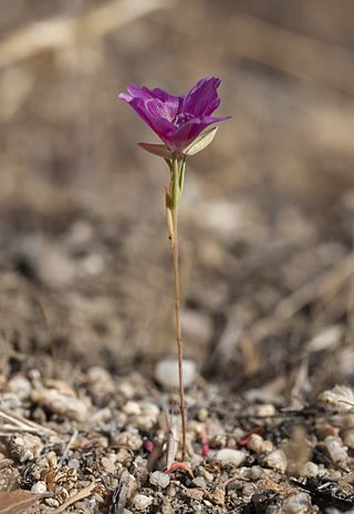 <i>Clarkia jolonensis</i> Species of flowering plant