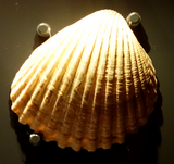 Shell of a Clinocardium cockle Clinocardium cropped.png