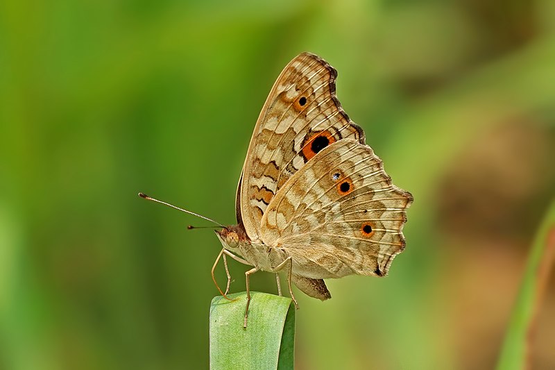 File:Close wing Basking posture of Junonia lemonias (Linnaeus, 1758) - Lemon Pansy WLB IMG 4923.jpg