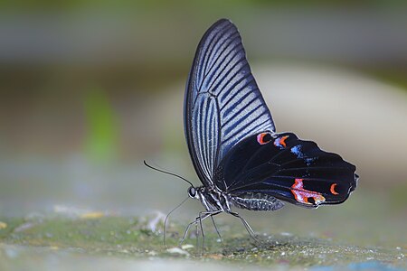 Ventral view