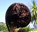 Closeup fiddlehead black tree fern.jpg