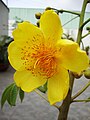 Cochlospermum religiosum flower