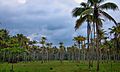 Coconut farm.jpg