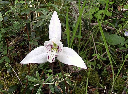 Codonorchis