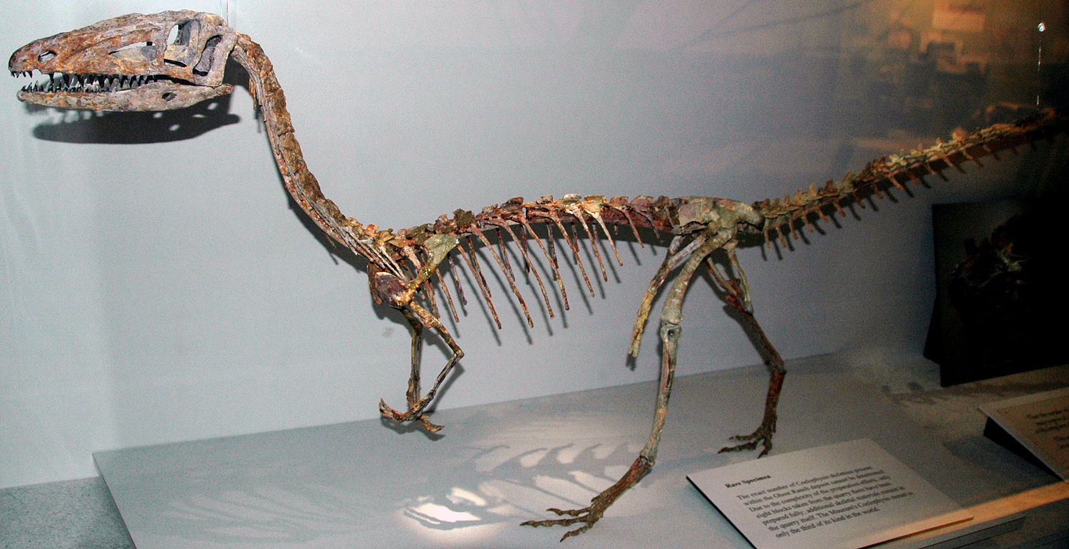 Aigialosaurus, Feed and Grow Fish Wikia