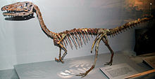 Mounted skeleton of Coelophysis, which is thought to have been similar to Podokesaurus Coelophysis bauri mount.jpg