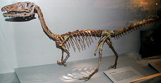 <i>Coelophysis</i> Genus of theropod dinosaurs from the late Triassic and early Jurassic