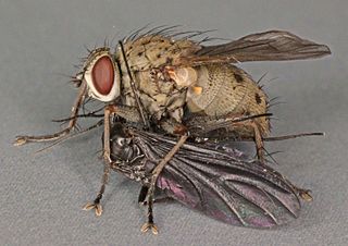 <i>Coenosia tigrina</i> Species of fly