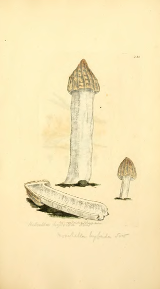 <i>Morchella semilibera</i> Species of fungus