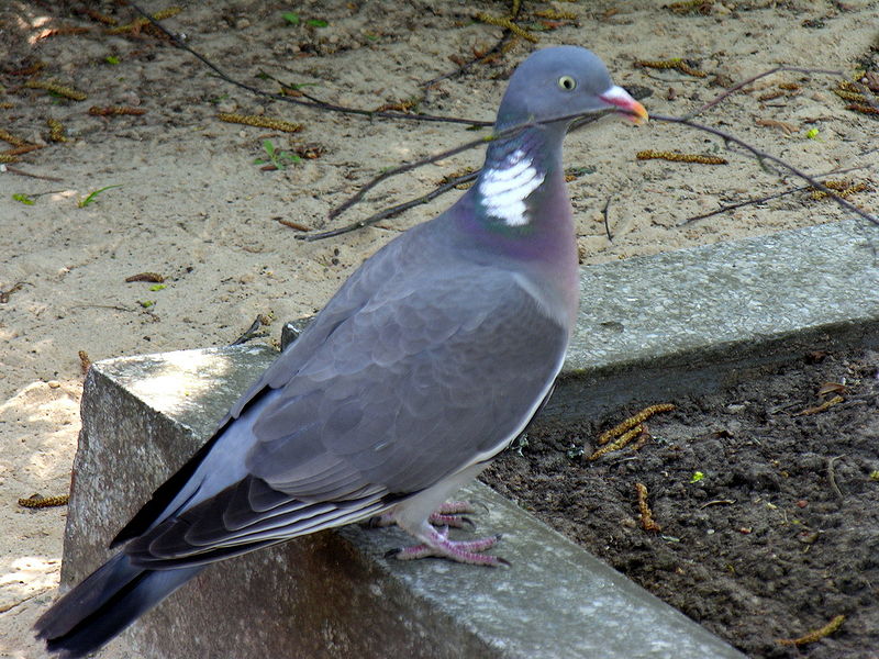 File:Columba palumbus2.jpg