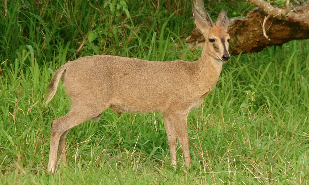 The average adult weight of a Common duiker is 15.57 kg (34.33 lbs)