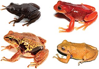 <span class="mw-page-title-main">Craugastoridae</span> Family of amphibians