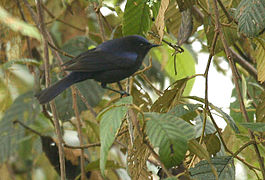 Sucrier à calotte (Conirostrum albifrons)