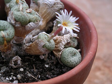 Conophytum fraternum