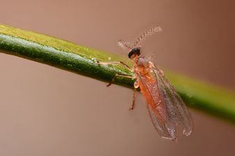 Contarinia pseudotsugae sl