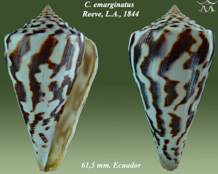 Tập_tin:Conus_emarginatus_1.jpg