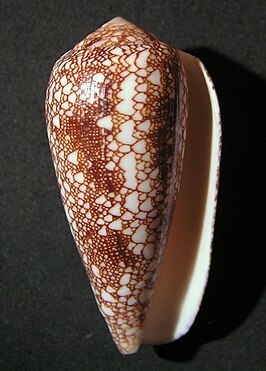 Conus omaria