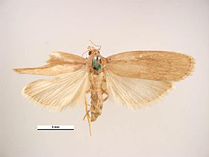 Corcyra cephalonica female.jpg