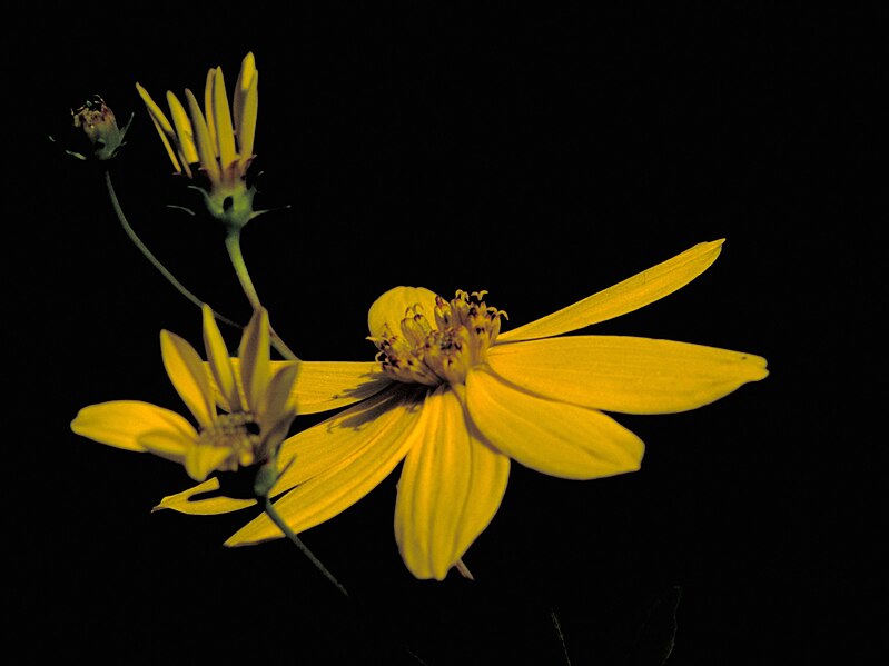 File:Coreopsis major FWS-1 4x3.jpg