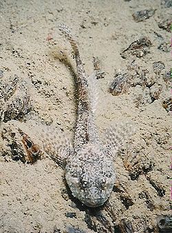 Cottus gobio no Lago Constança