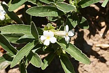 Crabbea nana (Acanthaceae) - 33476314218.jpg 