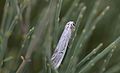 * Nomination Speckled footman, Loire --MirandaAdramin 21:54, 18 June 2017 (UTC) * Decline Not all head is in focus, not all body is in focus sorry --Cvmontuy 16:23, 25 June 2017 (UTC)