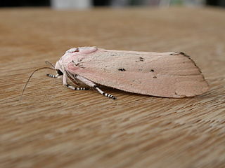 <i>Cryptophasa hyalinopa</i> Species of moth