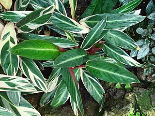 <i>Ctenanthe oppenheimiana</i> Species of flowering plant