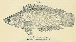 Ctenopoma nigropannosum.jpg