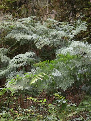 <i>Culcita macrocarpa</i> Species of plant