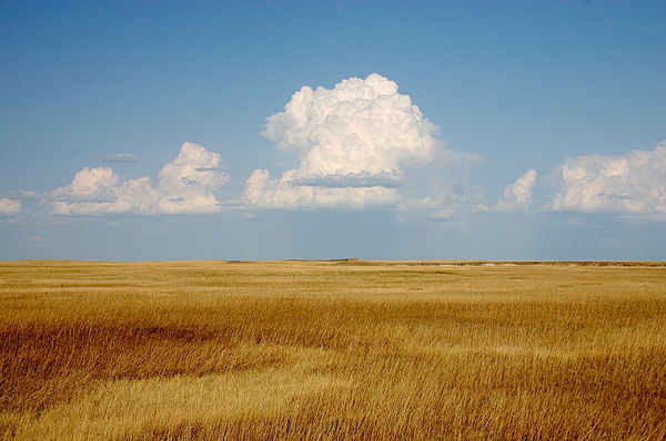 Scholars posit that Nick Carraway embodies the pastoral idealism of Fitzgerald who cherished the rustic simplicity of the American West.