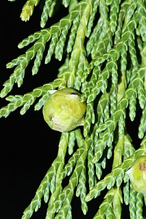 <i>Cupressus nootkatensis</i> Species of conifer