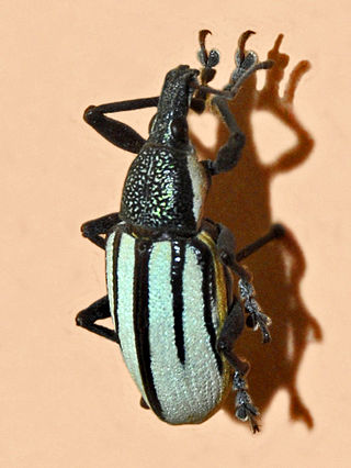 <i>Diaprepes</i> Genus of beetles