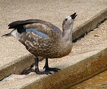 At Baltimore Zoo having a drink of water Cyanochen cyanoptera -Maryland Zoo, Baltimore, Maryland, USA-8a.jpg