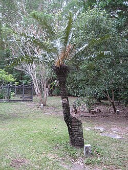 Cycas media, Cooktown 2010.jpg