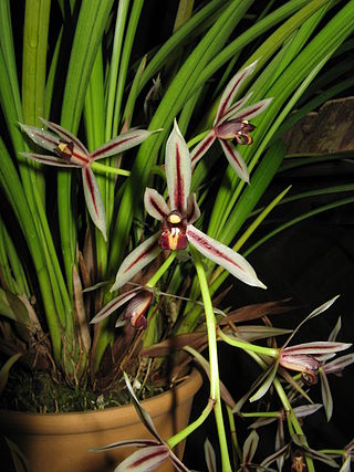 <i>Cymbidium dayanum</i> Species of orchid