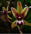 Cymbidium finlaysonianum