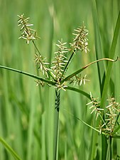 Common Nut Sedge / Coco-grass / Nut grass (Cyperus rotundus)