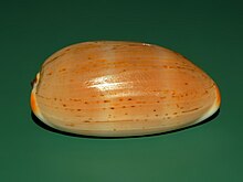 Shell of Luria isabella from Philippines Cypraeidae - Luria isabella - Philippines.JPG