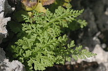 Cystopteris alpina (Alpen-Blasenfarn) IMG 3427.jpg